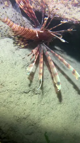 #catchseafood #beach #oceanexploration #deepsea #nature