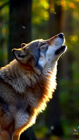 Live wallpaper 8k <A beautifully lit, hyper-realistic image of a wolf mid-howl in a serene forest setting> #wolf #wallpaper #wallpaperlive #wallpaperlive8k #wallpaper8khd #wallpapervideo 