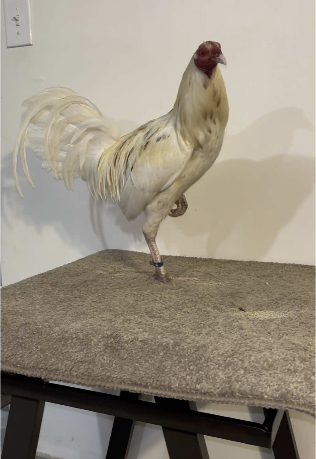 Clarete en linia #gallosfinos #gallero #gamefowlbreeders #gallosworld #gallosmexico🐓👌 #gallerosdecorazon #viralvideo #fypシ #clarete 