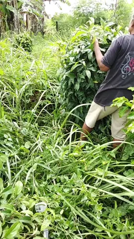 cabe jamu Lampung  #cabelo 