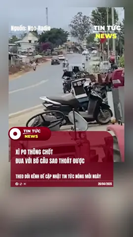 Xì Po thông chốt đua với bồ câu sao thoát được #tintucnewsvn