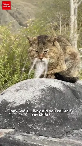 It feels like he's gonna teach me Kung-fu and say “Discipline. Balance. Tuna.” 🥋🐱 . In a temple nestled deep in Tibet, one unsuspecting cat has become an overnight internet sensation.  . A netizen playfully applied a white beard filter to a video of the temple’s resident cat — and the result was uncanny.  . With the snowy beard and a wise expression, the cat instantly transformed into what looked like a legendary kung-fu shifu straight out of a martial arts film. . The video quickly spread across Chinese social media, with users commenting things like “He looks like he’s about to teach me inner peace” and “This cat has lived nine lives — all as a kung-fu master.” . Looks like the monastery has a new spiritual leader — and he meows. . . #猫仙人 #china #ChinaInsider #chinatravel #kungfu 