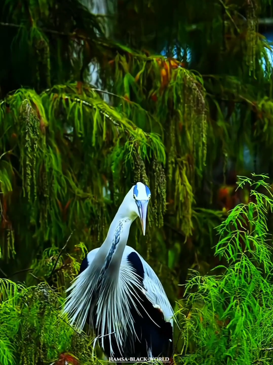 nature photography tamil bgm status  #tamilbgm #tamilbgmnature #birds #beautifulnature #tamilsong #foryou #birdsoftiktok #parrots #birdsbgmtamil #tamilstatussongs #srilankatiktok #srilankan_tik_tok #srilankabirds #tamilmusical_ly #tamilmusicnature #indianbgm 
