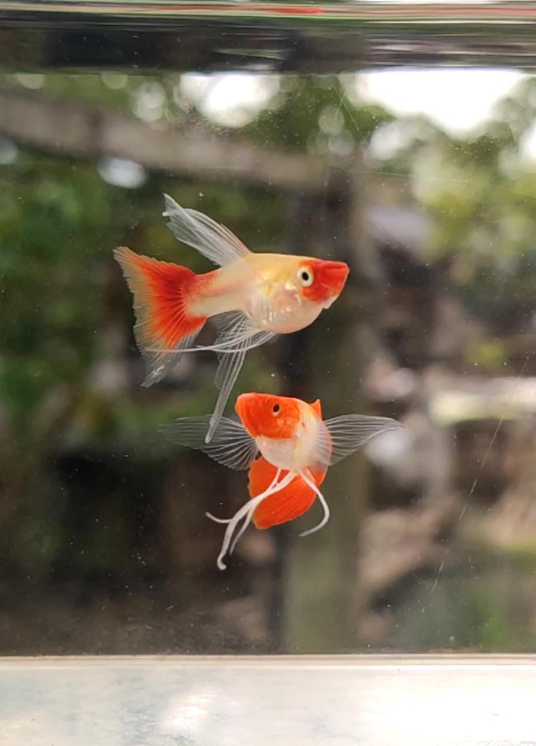 Juve nya menyala ya😍 Wild koi shortbody ribbon finC  #madhsguppyfarm #farmguppy #guppyindonesia #ikanguppy #guppybreeder #guppylovers 