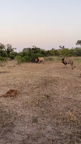 2/2 Plains Camp Males  Makhunga and Kasha  #foryoupage #foru #foryou #fyp #sabisands #legend #wildlife #king #lions #viral #justiceforolobor #justiceforlorkulup 