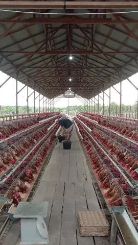 Sehat Sehat Yoo Nakk🐔😇🤑 #peternakmuda #peternakayamindonesia #peternakayampetelur #fyppppppppppppppppppppppp #foryoupage #ayampetelur 