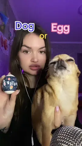 Happy Easter 🐣🐰 #easter #dogasmr #easteregg #happy #real #2025 