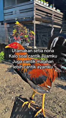 🤪🤩#ayamphilipin🇵🇭 #bibitsendiri🐔 #ayampisau #fyp #