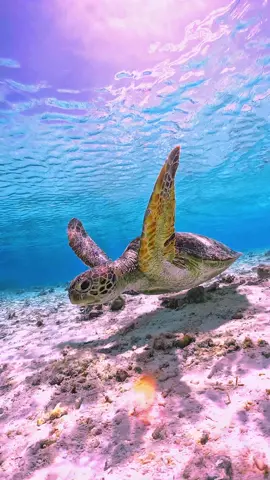 光の海を翔ける🪽🫧 #gopro#goprohero11 #seaturtle  #ocean #miyakoisland #miyako  #snorkel #snorkeling #skindive  #turtle #beautiful #underwater 