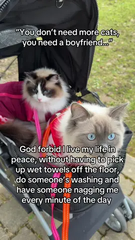 God forbid!  #trendingcat #catsoftiktok #viralcatvideos #cattok 