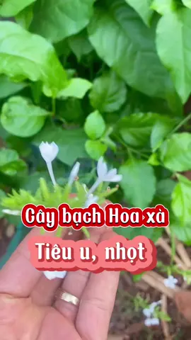 Cây bạch hoa xà đuôi công, tiêu u bướu hạch #suckhoe #thaoduoc #hoavu #suckhoe247 #caythuocquanhta #meohay #bachhoaxa 