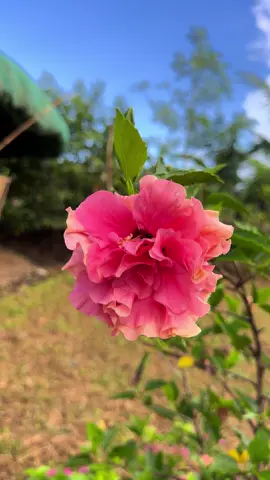 Morning sounds of Province❤️ #provincelife #flowers #bicol #philippines 