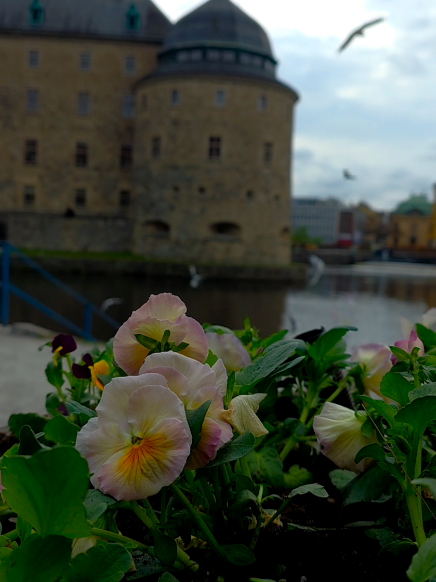 رب الخير .. لا يأتي إلا بالخير 🌿🩷 #تفاؤل #الحمدلله_دائماً_وابداً #يقين  #spring #flowers #اكسبلور #shorts #ستوريات #حالات_واتس #ستوريات_متنوعه #explore #لايك__explore___ 