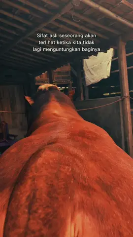 #CapCut #fyp #sapiqurban #sapijumbo #sobatngaret #fyyyyp 