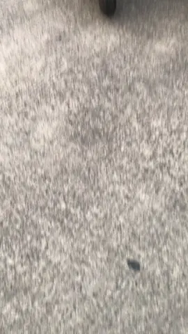 🥷 #pcxgiwarstyle #giwargiwar 