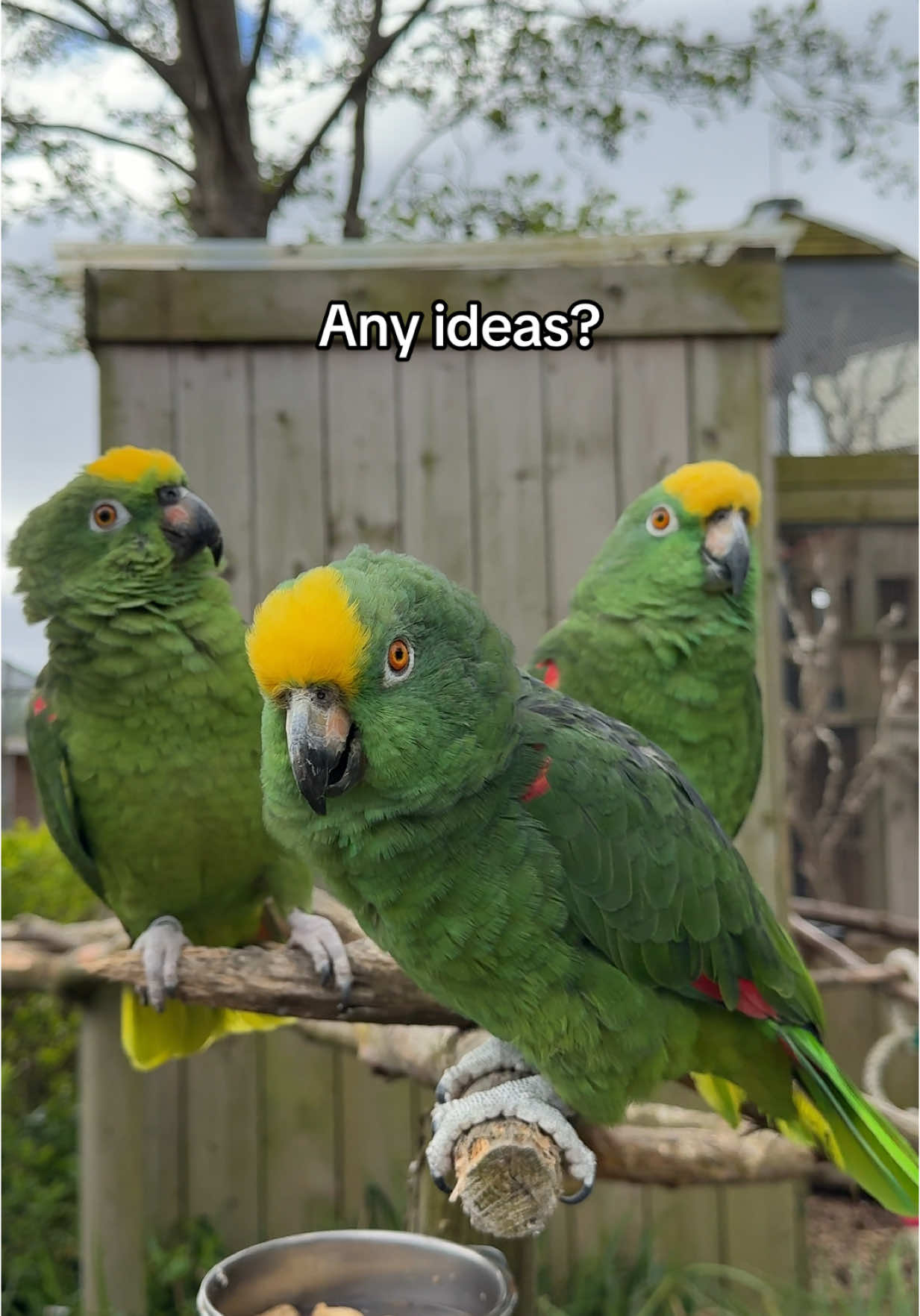 Walking through the sanctuary and I could hear them so I thought id share… #parrot #swearingparrot #lincswildlifepark #sanctuary #animalsoftiktok #animalsanctuary #amazon #amazonparrot 