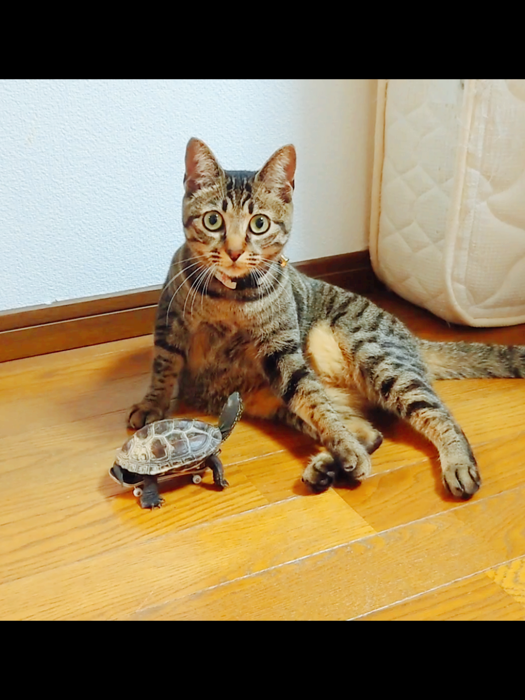 ふんどし脱げるところ大好きw #猫 #おもしろ動画 #🐢 #skateboardturtle #クサガメ軍曹 