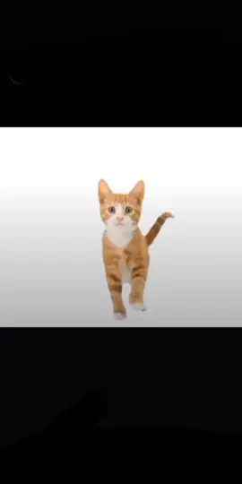 ой #котикии