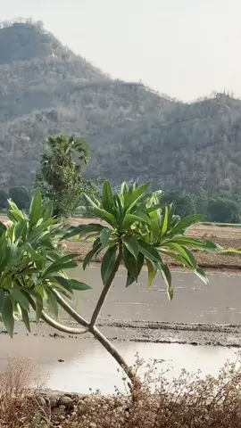 Myanmar🇲🇲💃🏻#tiktokmyanmar🇲🇲 #tiktok #p 