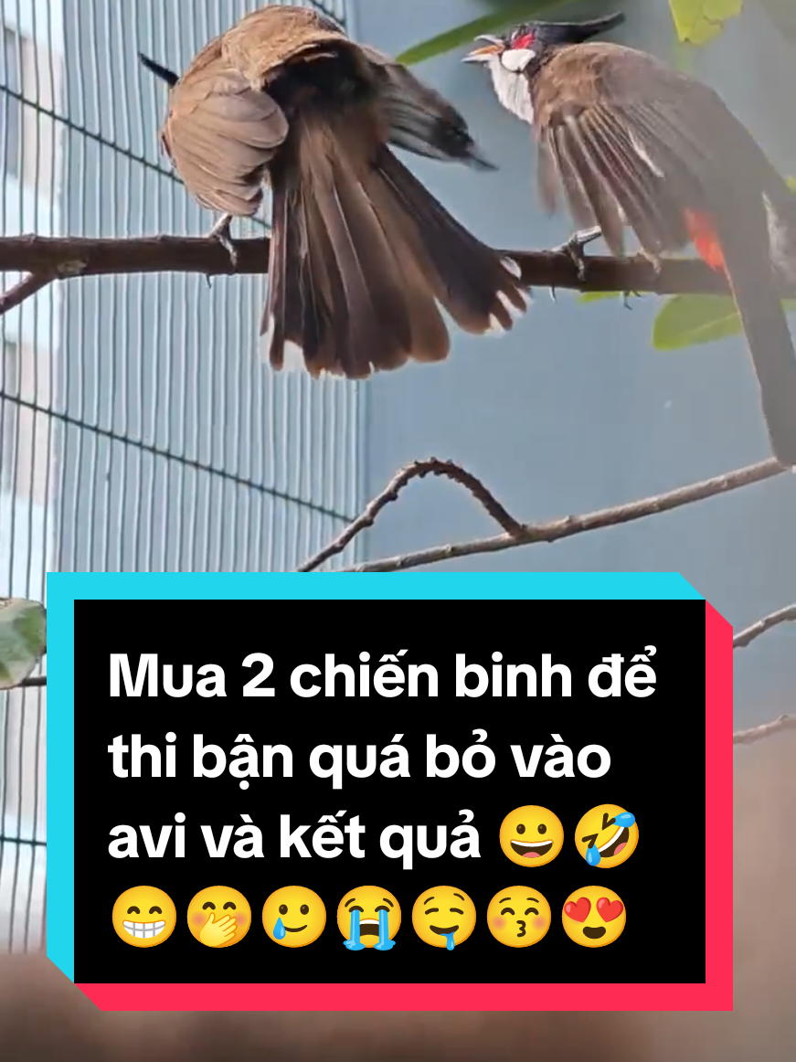 Mua 2 chiến binh để thi bận quá bỏ vào avi và kết quả 😀🤣😁🤭🥲 #chaomaovip #chaomaodamme #dammechaomao #chaomaigiaophoi 