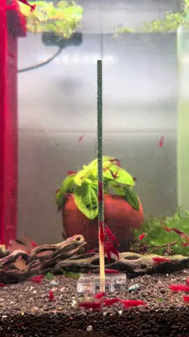 Cá bơi kệ cá, nước chảy kệ nước #chilltime #shrimp #aquarium 