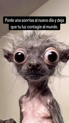 #buenosdias #domingo #actitud #Cafe #humor #entretenimiento #sonrie 😁😉 #fyp #live #videoviral 