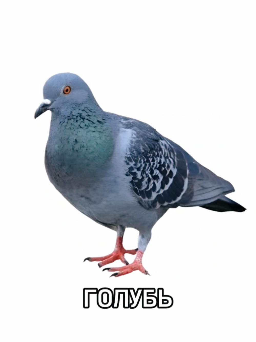 а ты знал? | #голубь #рекомендации #отправьдругу 