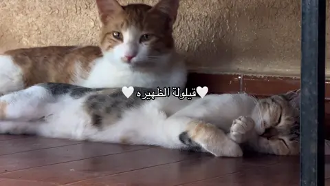 #الشعب_الصيني_ماله_حل😂😂 #الامارات_العربية_المتحده🇦🇪 #قطط #cat #dstootsiblings #dstootsiblings #قطوتي #اكسبلورexplore #explore #fypシ゚ 