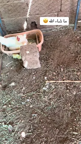 الانتاج الله يبارك #دجاج_عربي_قديم_ترثه_نادره #نوادر #اكسبلورexplore #دجاج_بلدي #دجاج_ترثه #انتاج_الطيور #دجاج_ترثه #تربية_الدجاج #دعمكم #تحضين #دجاج_بلدي🐔🐓_صحي 