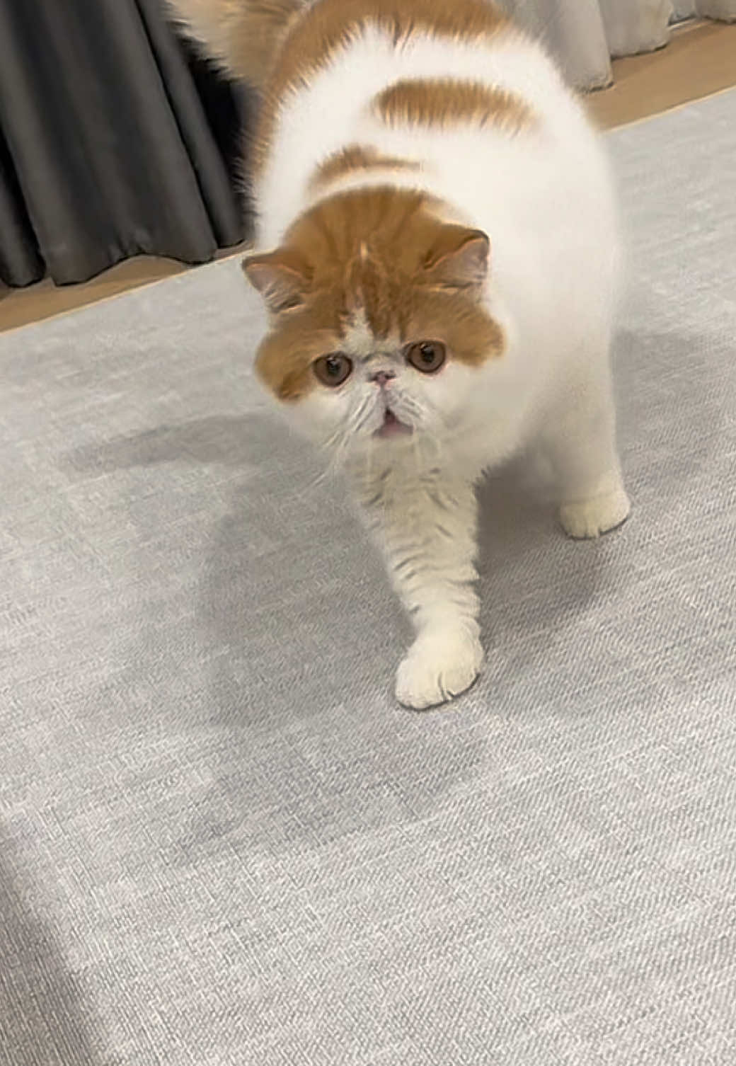 ฉู้น้องไม่ได้ฮับแม๊ 😆 #ทาสแมว 