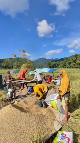 It was my first time seeing farmers harvesting at my cousin’s palayan (rice field), and I was curious about how they do it. I watched them, and while watching, I noticed some people with umbrellas. In our province, they are called 