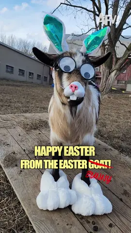 Happy Easter from AFV and the Easter Goat Bunny Thing 🐐🐰 #afv #easter #funny