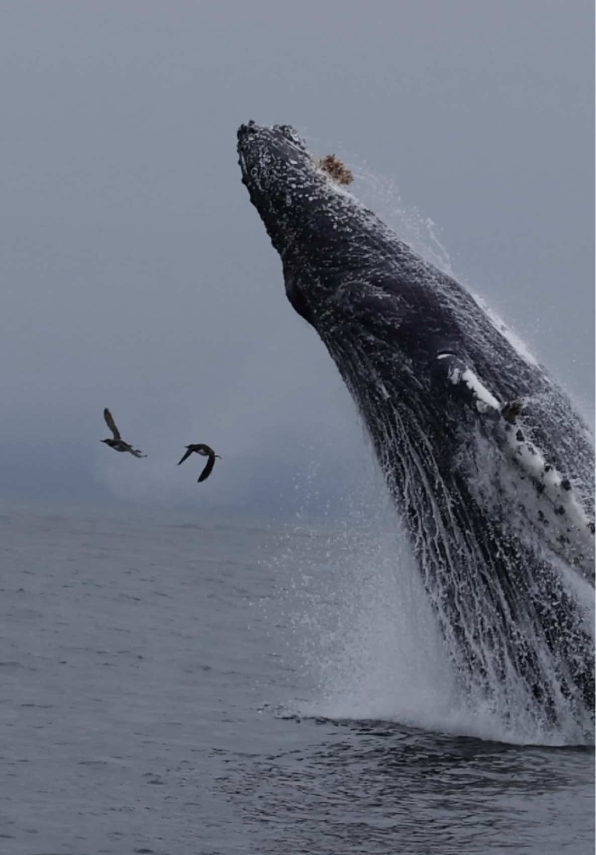 BREACH! This powerful event sparks curiosity and is often followed by the question; Why do whales breach? One of the reasons is for the whale to knock barnacles off itself as you can see in the splash here. Also, these birds flying out of the way are Common Murres. Their bellies are often too full of fish to fly. Happy Easter! 🐳Book now using link in bio🎉 #whalewatching #fly #bird #jump #iphone #fly #low #news #media #lunges #wildlife #montereycalifornia #coast #cali #sun #fun 