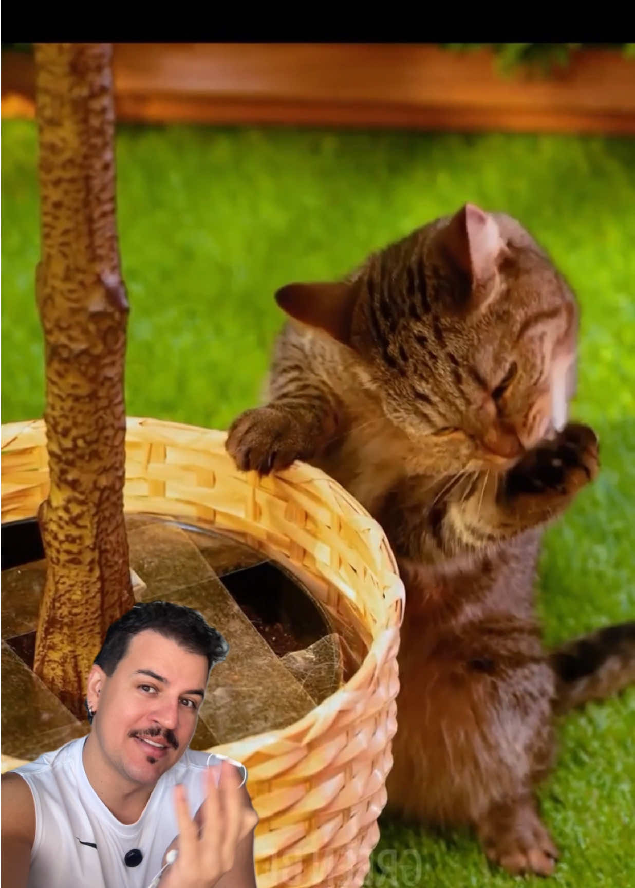 Coloquei fita adesiva em um vaso de plantas para impedir que os gatos mexessem nele #gatos #plantas #bengal #truque #dicas #nikplantas 