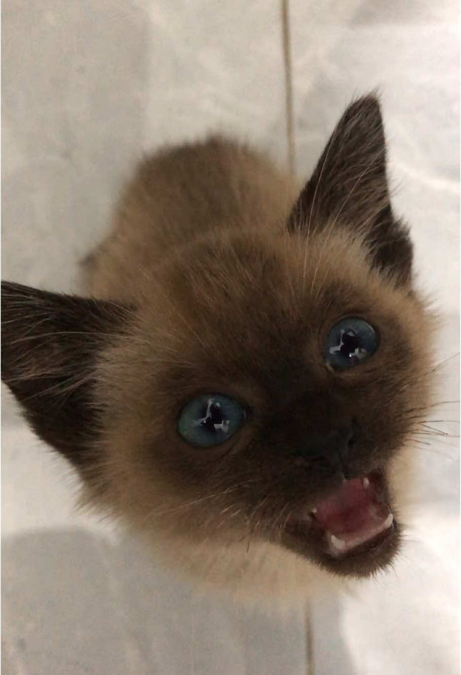 Cute Siamese kitten meowmeow #fyp #foryouu #fypage #foryoupage #viralvideo #pet #pets #animal #animals #cute #cutecat #cutecatsoftiktok #catlover #lovecat #lovecatsoftiktok #kitty #kittycat #kittycatsoftiktok #kitten #kittens #kittensoftiktok #babycat #babykitten #meow #meowwolf #meowing #meowmeow #meowmeowmeow #siamese #siamesecat #siamesekitten #siamesemeow 