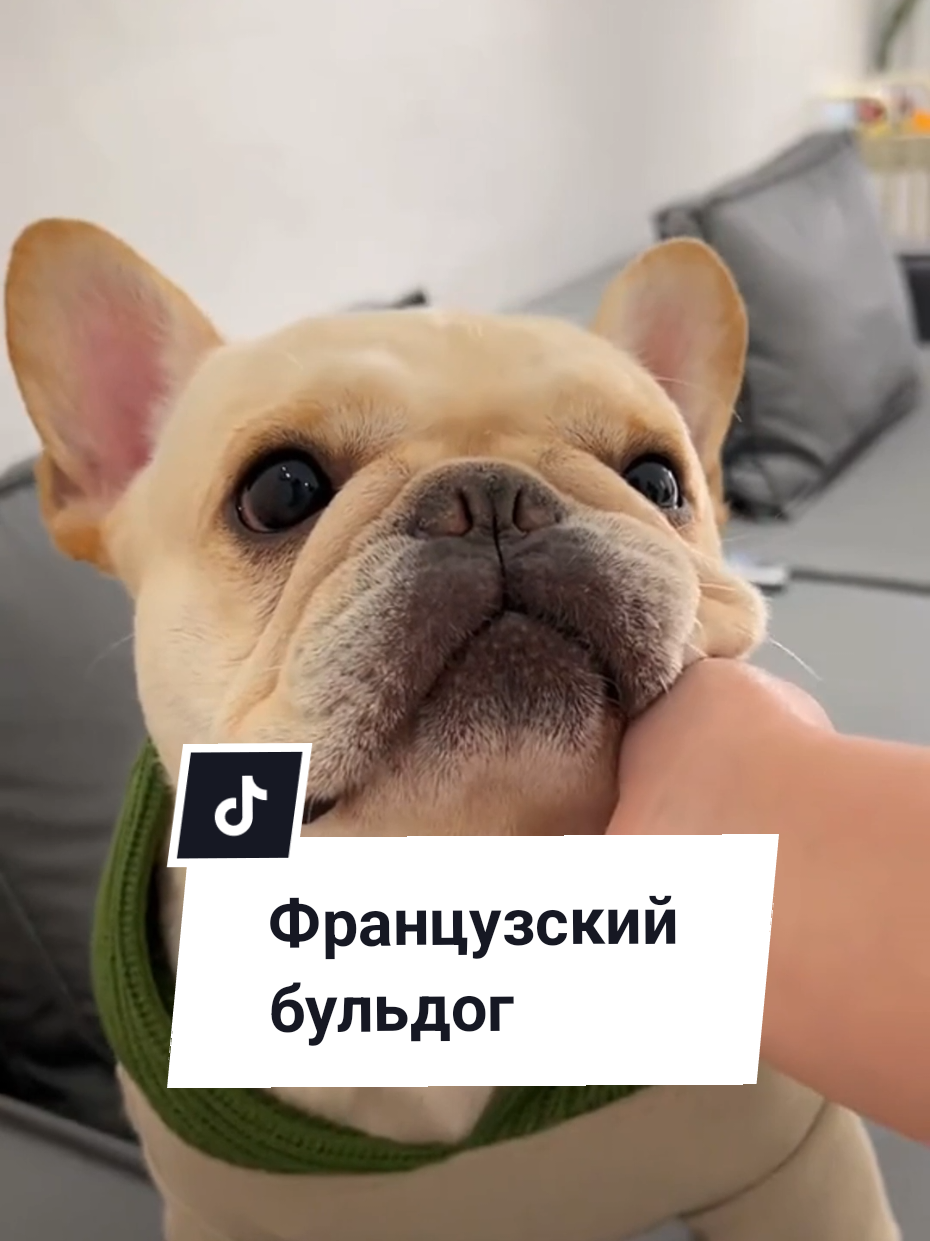 Французский бульдог — это не собака, это уставший бухгалтер в теле батона. Он дышит, как будто только что пробежал марафон, хотя просто лежал. Храпит, пердит, пыхтит — полный аудиоспектакль на каждую ночь. #французскийбульдог #собачьиприколы #приколысживотными #питомец #собакаприколы #реки #втопе 