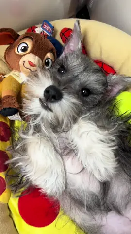 My beautiful boy🩵 . #minischnauzer #schnauzer #perrhijos #puppytiktok #mascotas #doglover #perritos #schnauzermini #puppy #schnauzerlife 