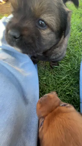 I can finally die happily #puppies 