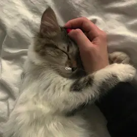 Amo gatos #cats #catsaesthetic #gatos #aesthetic #aestheticedits #aestheticvideos #explorar #explore #fy #fyp #parati 