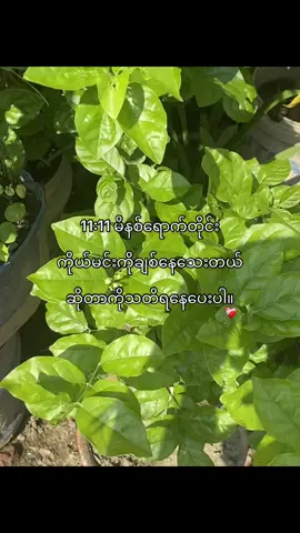 သတိရနေပေးပါနော်။ #foryou #fypシ゚ #hello_i_yumi #yumi6 