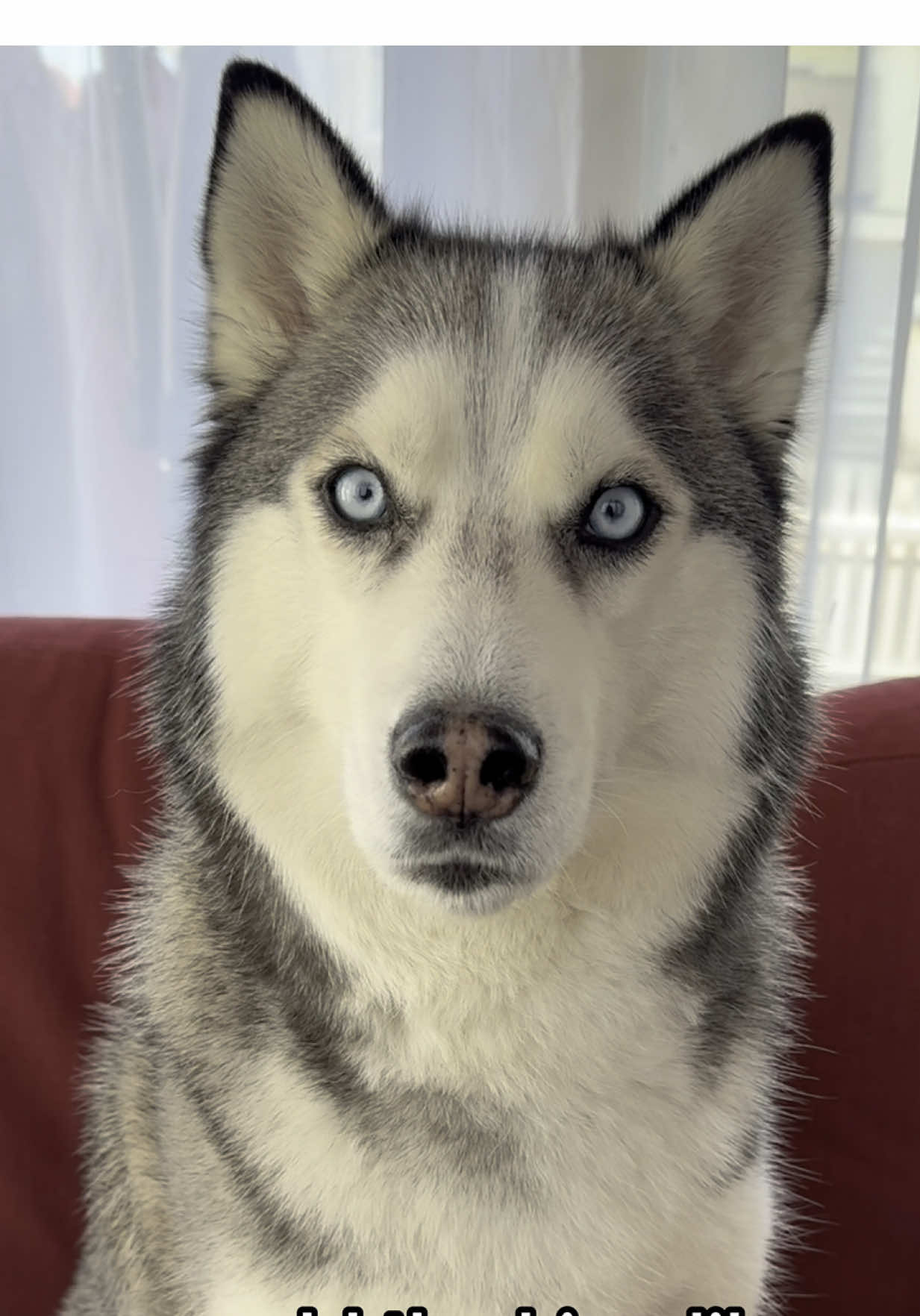 King Pluto has spoken! 😫🩵  #huskies #siberianhuskies #husky #huskytalking #huskysoftiktok #talkingdog #dogseating #doggielove #dogvideos #sassydog #spoileddog #cutedogs #funnydogs #funnydogvideos #dogtok #foryouu 