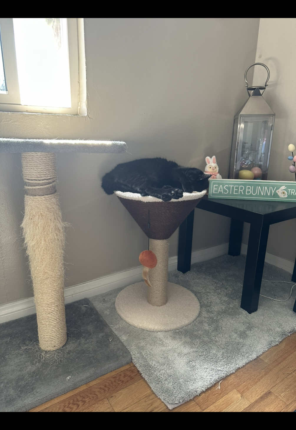 Livin the life 🍸☕️ #catsoftiktok #cattok #catmom @Petco 