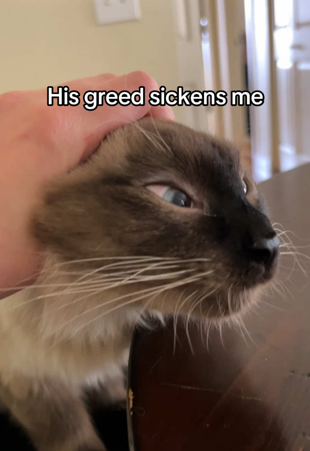 Fat greedy boy . . . #cat #catsoftiktok #siamese #siamesecat #kitten #siamesekitten #trend #fyp #petinfluencer #cute #funnycat #fluffycat #funnycatvideos #catvideos #foryou #viral #trending #comedy #Love #boycat #meme #catmeme #silly #relatable #catmom #juno#siamesechirp #reels #balinesecat #meow #happyeaster 