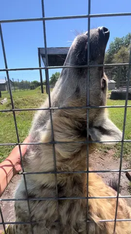 Feelin real good this Sunday 🐰 #HappyEaster #eastersunday #hyena #spottedhyena #feelinggood #zoolife #zookeeperlife #zoo