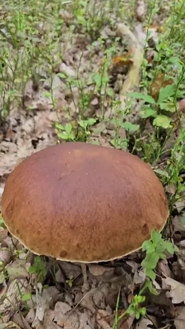 XXL Mushroom #grzyby #Grzybobranie #borowik #Wow 