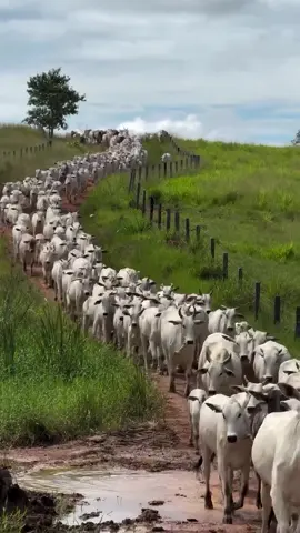 🐮📈🙏🏼🤠 _________________________ Tudo sobre o Agro 🌾🐂🚜     #vivendonoagro