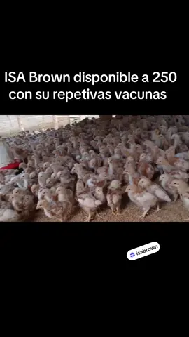 #pollo #ponedora #republicadominicana🇩🇴 #isabrown 