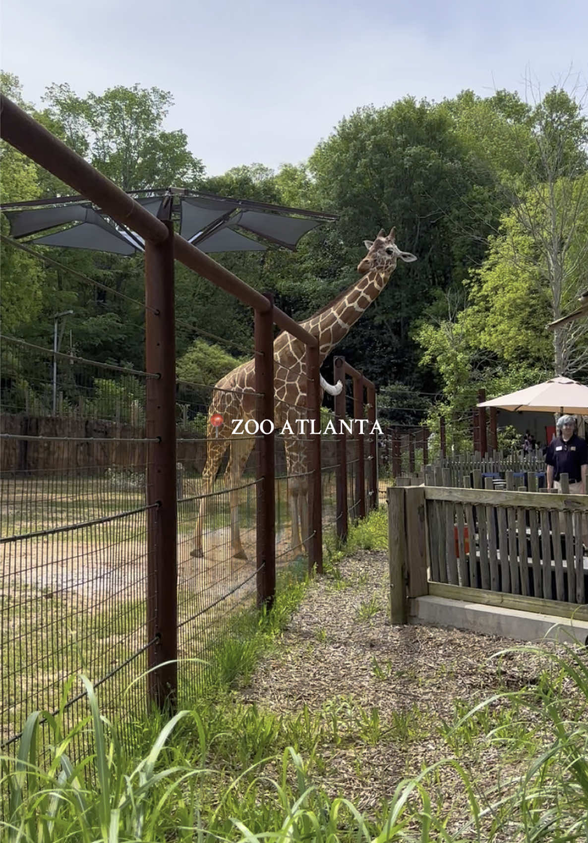 Such a sweet day ✨ #zooatlanta #zoo #toddlermom #dayinmylife #toddlersoftiktok #atlanta #fyp #foryoupage 