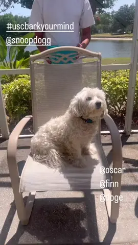 #uscmind #barkyourmindchallenge #zawg #doge #snoopdogg #dogsoftiktok 24 Hrs !