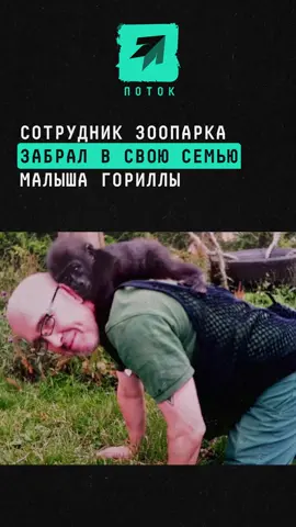 Сотрудник зоопарка забрал в свою семью малыша гориллы #новости #поток #зоопарк #животные #истории 